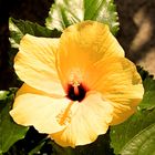 Hibiskus Blüte