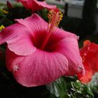 Hibiskus Blüte