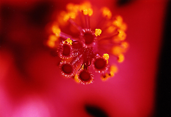 Hibiskus ......Blüte ...