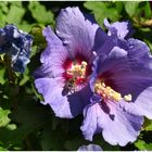 Hibiskus-Blüte 