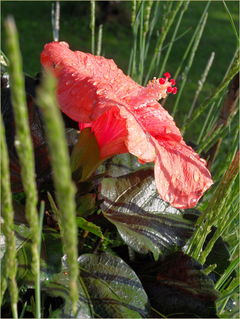 Hibiskus-Blüte