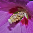 Hibiskus / Blüte