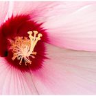 Hibiskus - Blüte