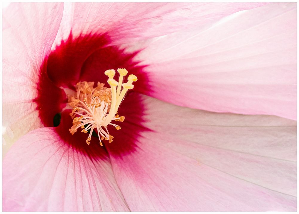 Hibiskus - Blüte