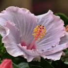 Hibiskus-Blüte ...