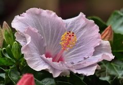 Hibiskus-Blüte ...