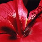 Hibiskus Blüte ...