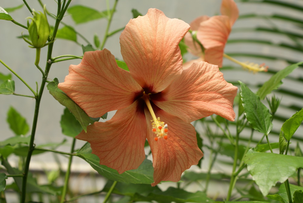 Hibiskus-Blüte