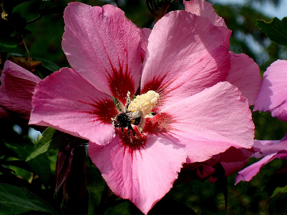 Hibiskus Blüte