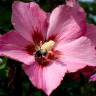 Hibiskus Blüte