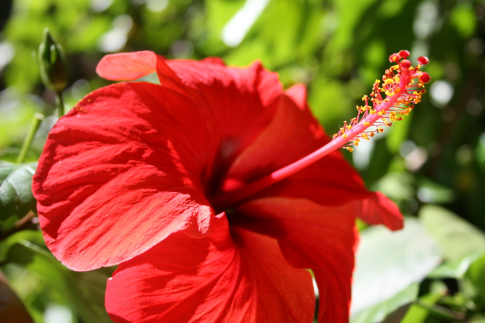 Hibiskus - Blüte des Sommers