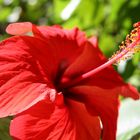 Hibiskus - Blüte des Sommers