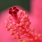 Hibiskus-Blüte. Detail
