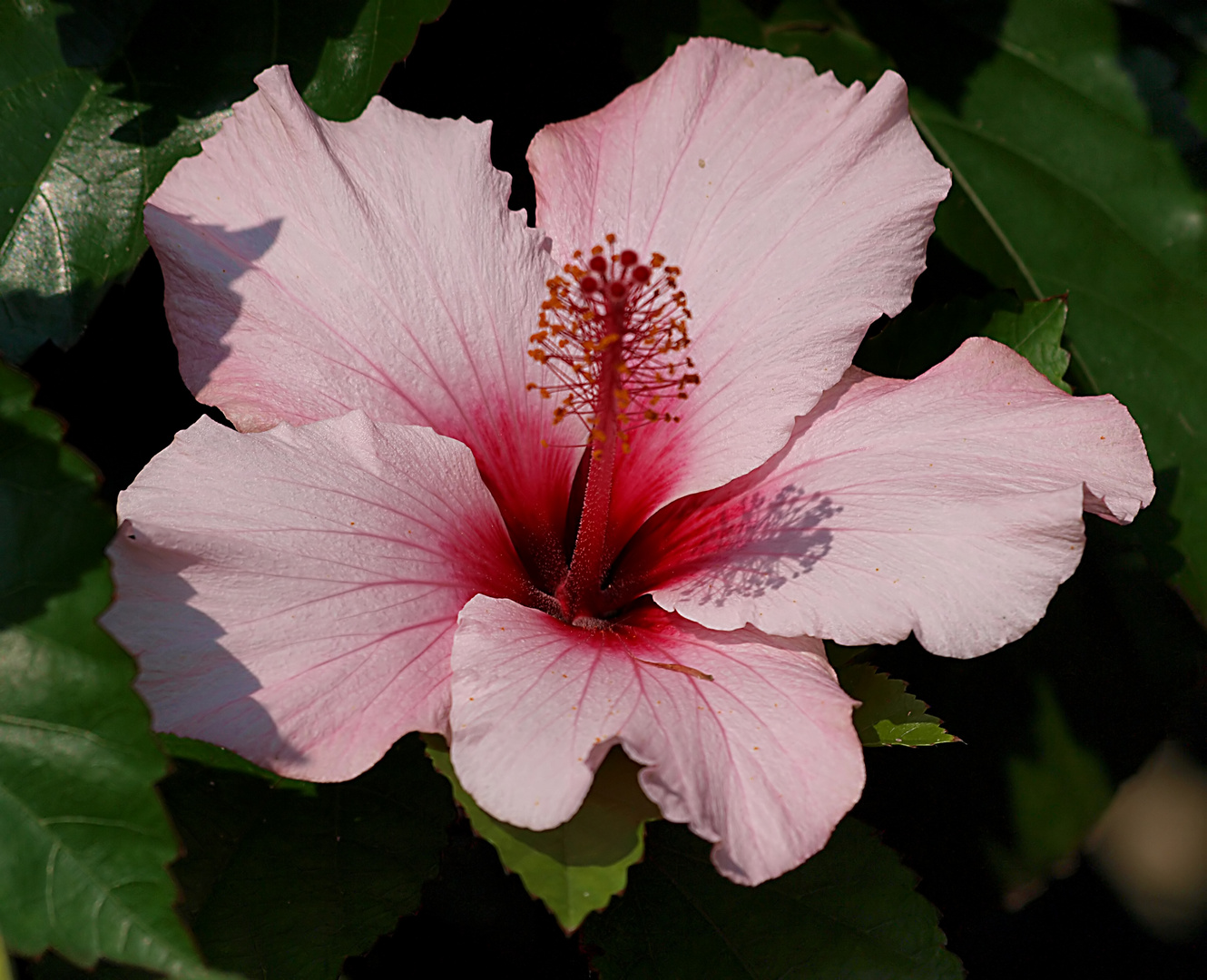 Hibiskus-Blüte