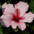 Hibiskus-Blüte