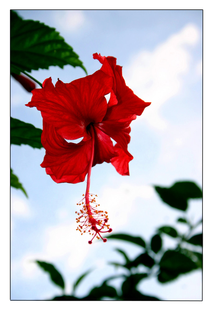 Hibiskus-Blüte