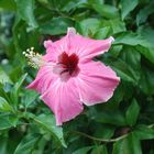 Hibiskus-Blüte