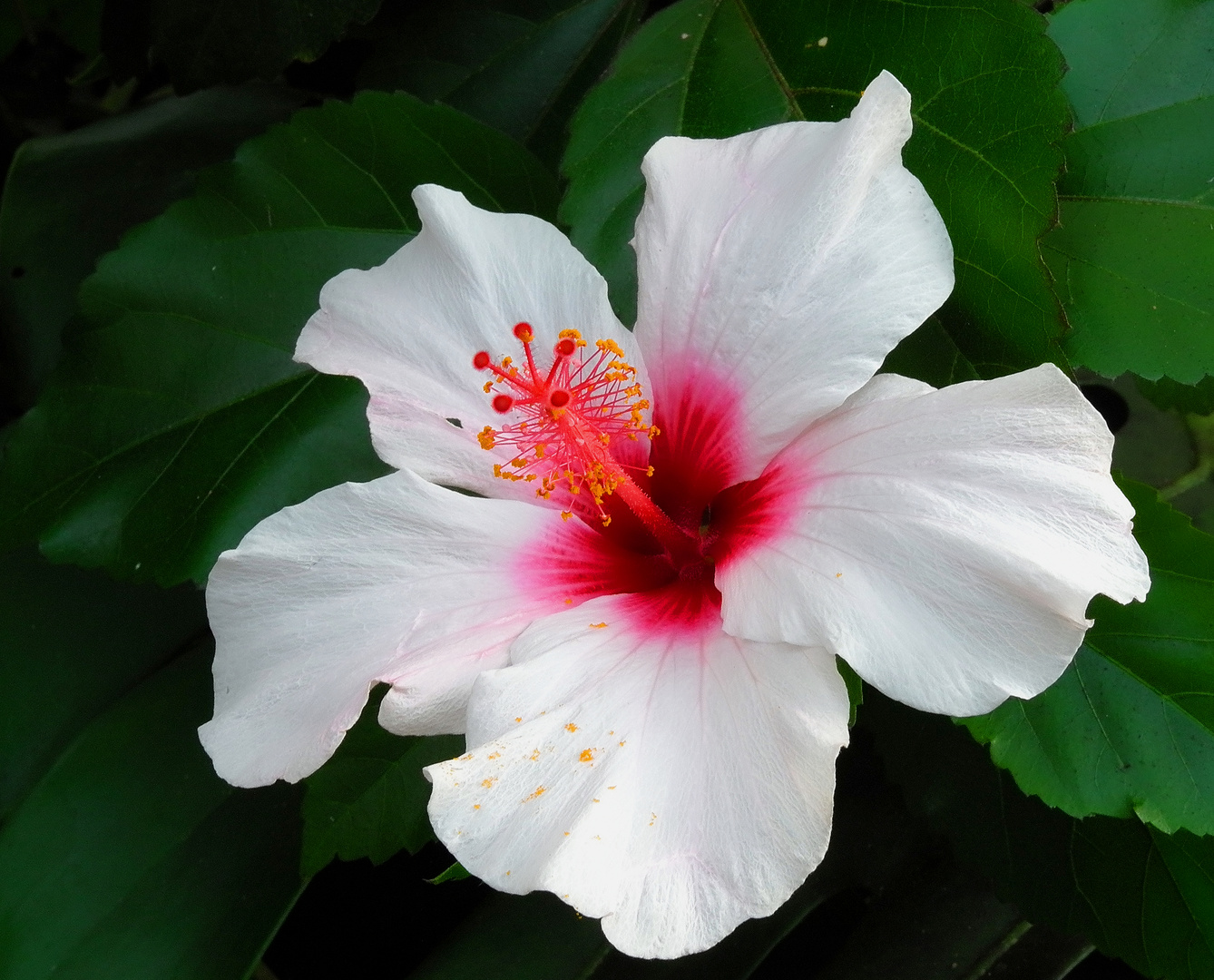 HIBISKUS BLUETE