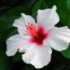 HIBISKUS BLUETE