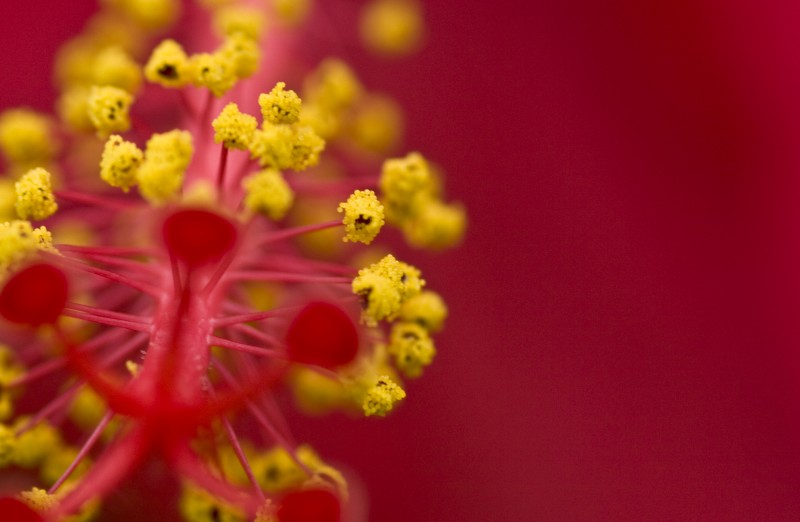 Hibiskus-Blüte