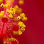 Hibiskus-Blüte