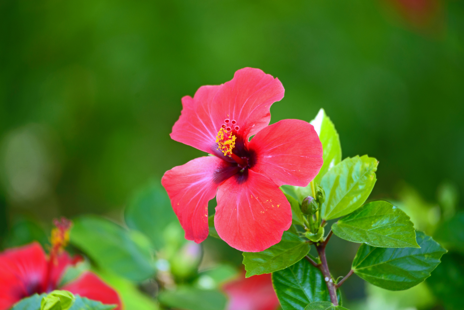 Hibiskus Blüte im Hafen