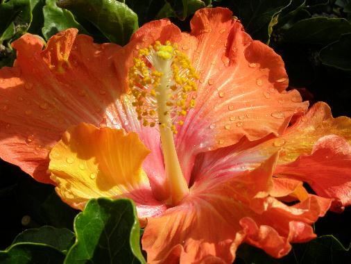 Hibiskus-Blüte nach einem kurzen Regen auf La Palma