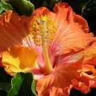 Hibiskus-Blüte nach einem kurzen Regen auf La Palma