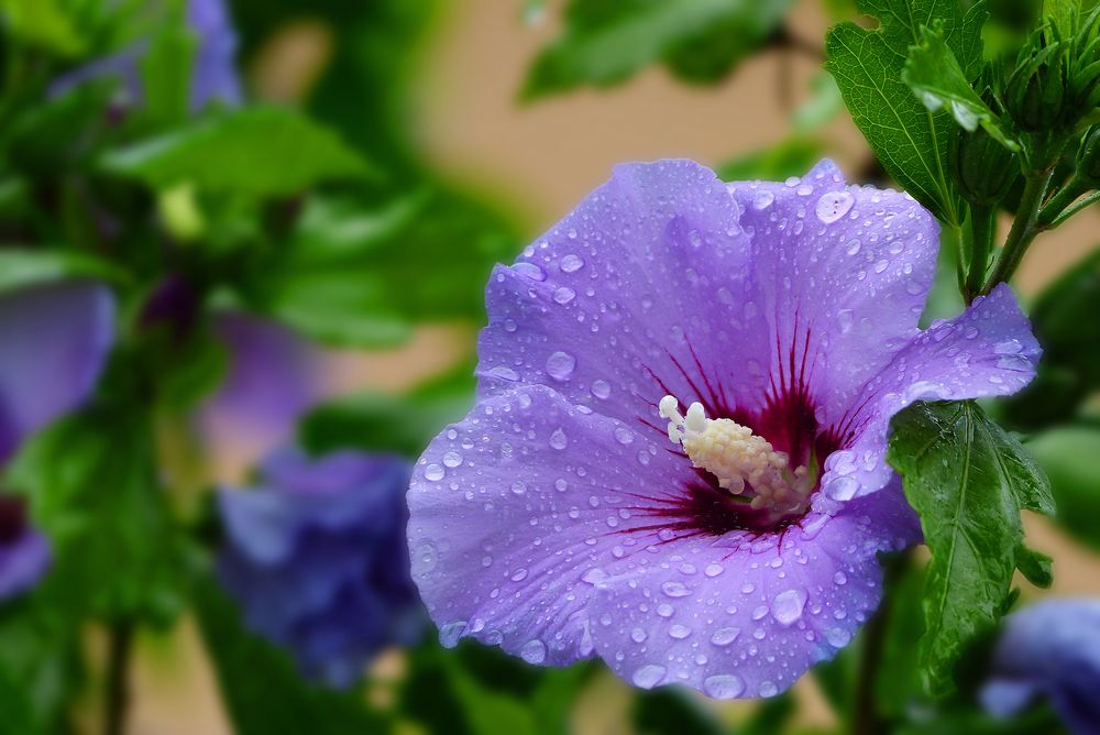 Hibiskus-Blüte nach einem Regenschauer