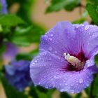 Hibiskus-Blüte nach einem Regenschauer