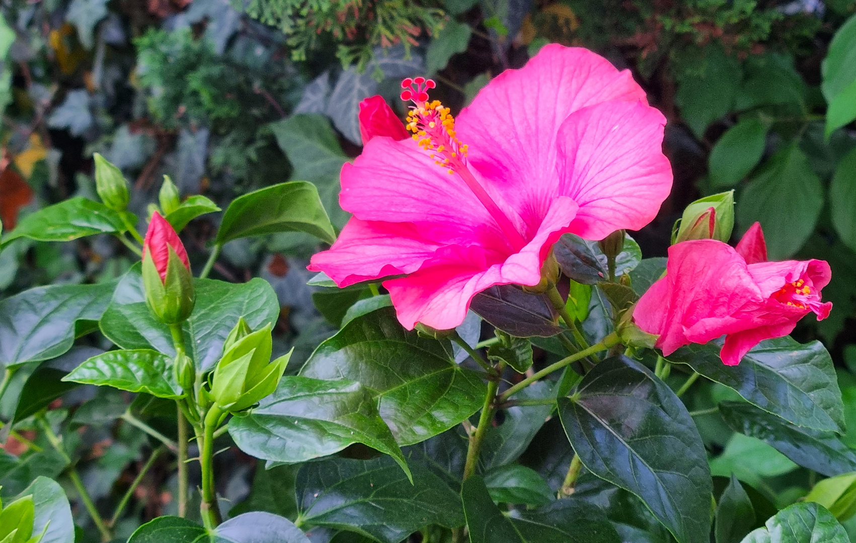 Hibiskus Blüten Foto & Bild pflanzen, pilze & flechten, blüten
