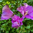 Hibiskus Blüten