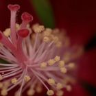 Hibiskus Blütenstempel