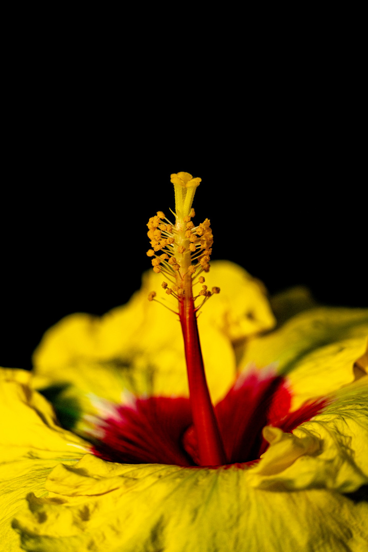 Hibiskus Blütenstempel