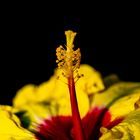 Hibiskus Blütenstempel