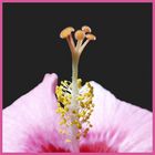 Hibiskus-Blütenzauber