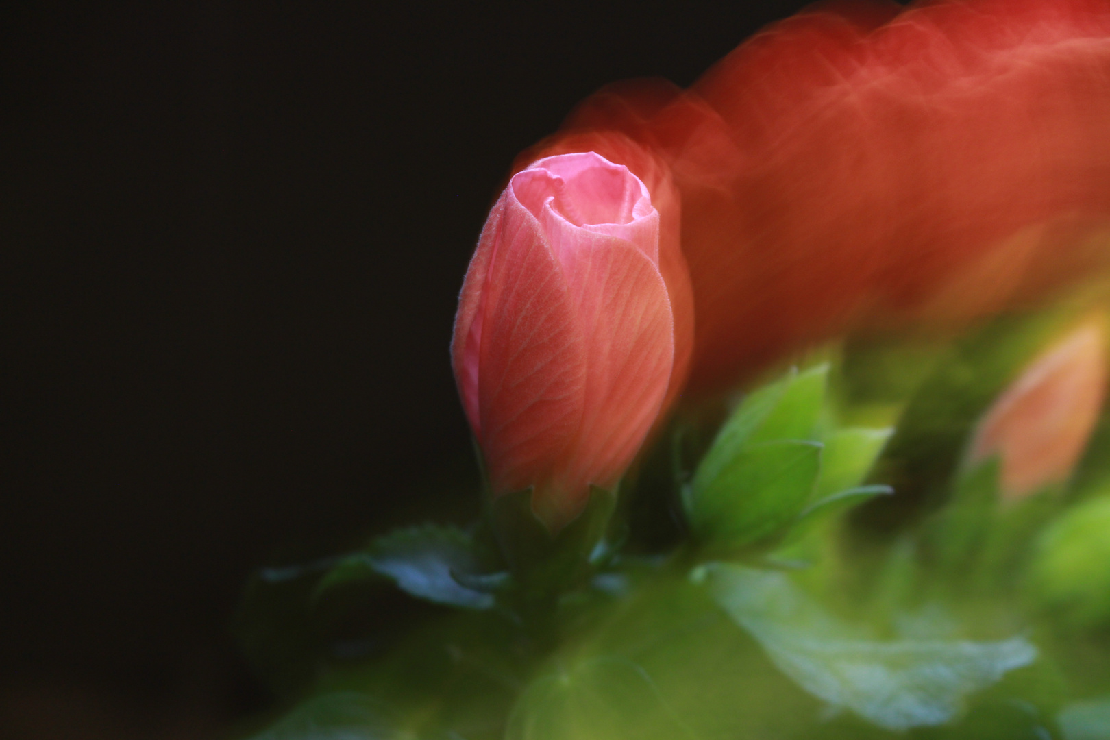 Hibiskus-Blume