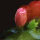 Hibiskus-Blume