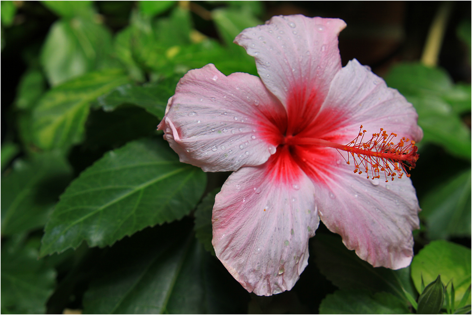Hibiskus boryanus Foto & Bild natur, hibiskus, pflanzen Bilder auf