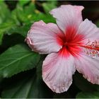 Hibiskus boryanus