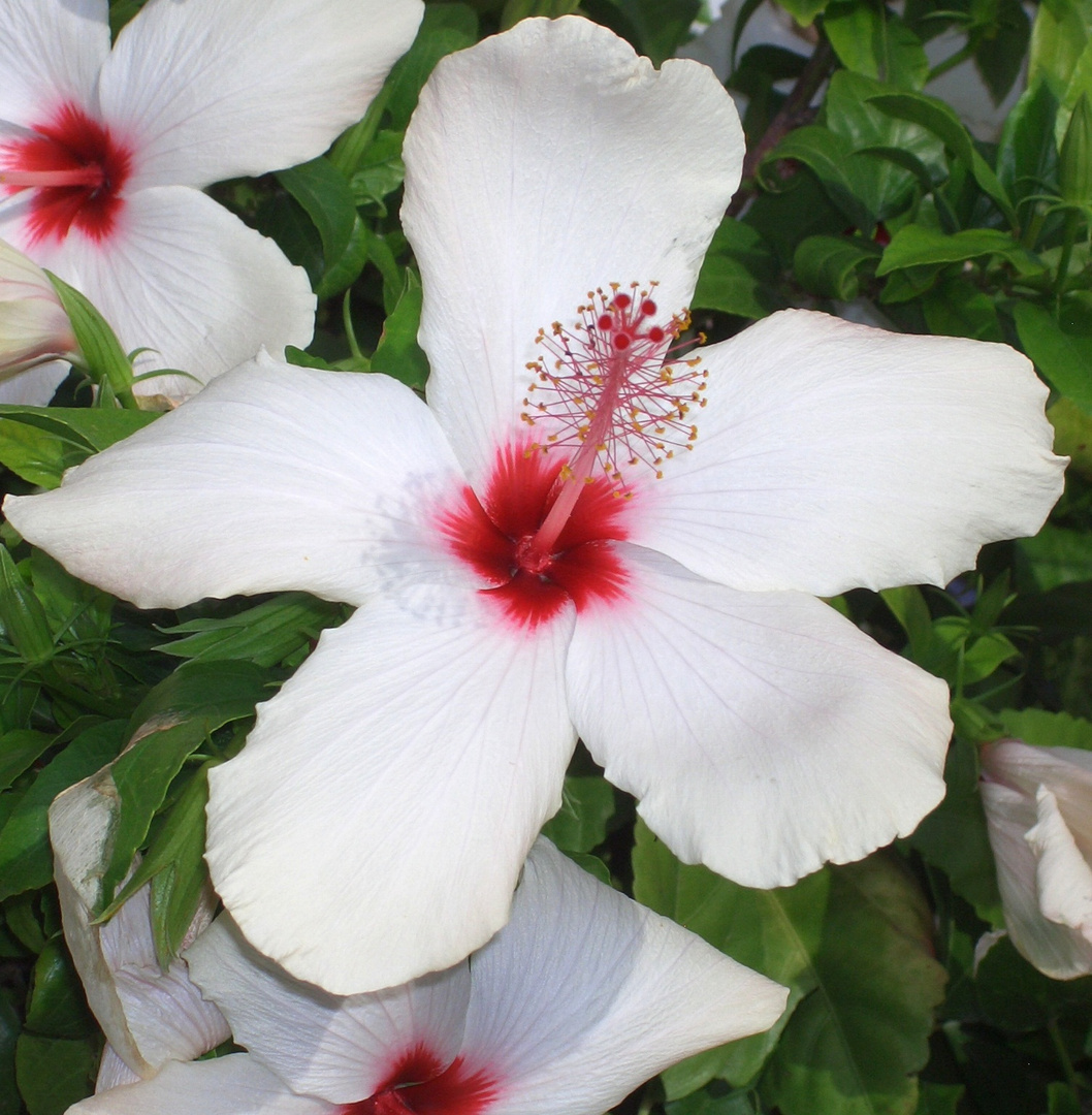 Hibiskus C;