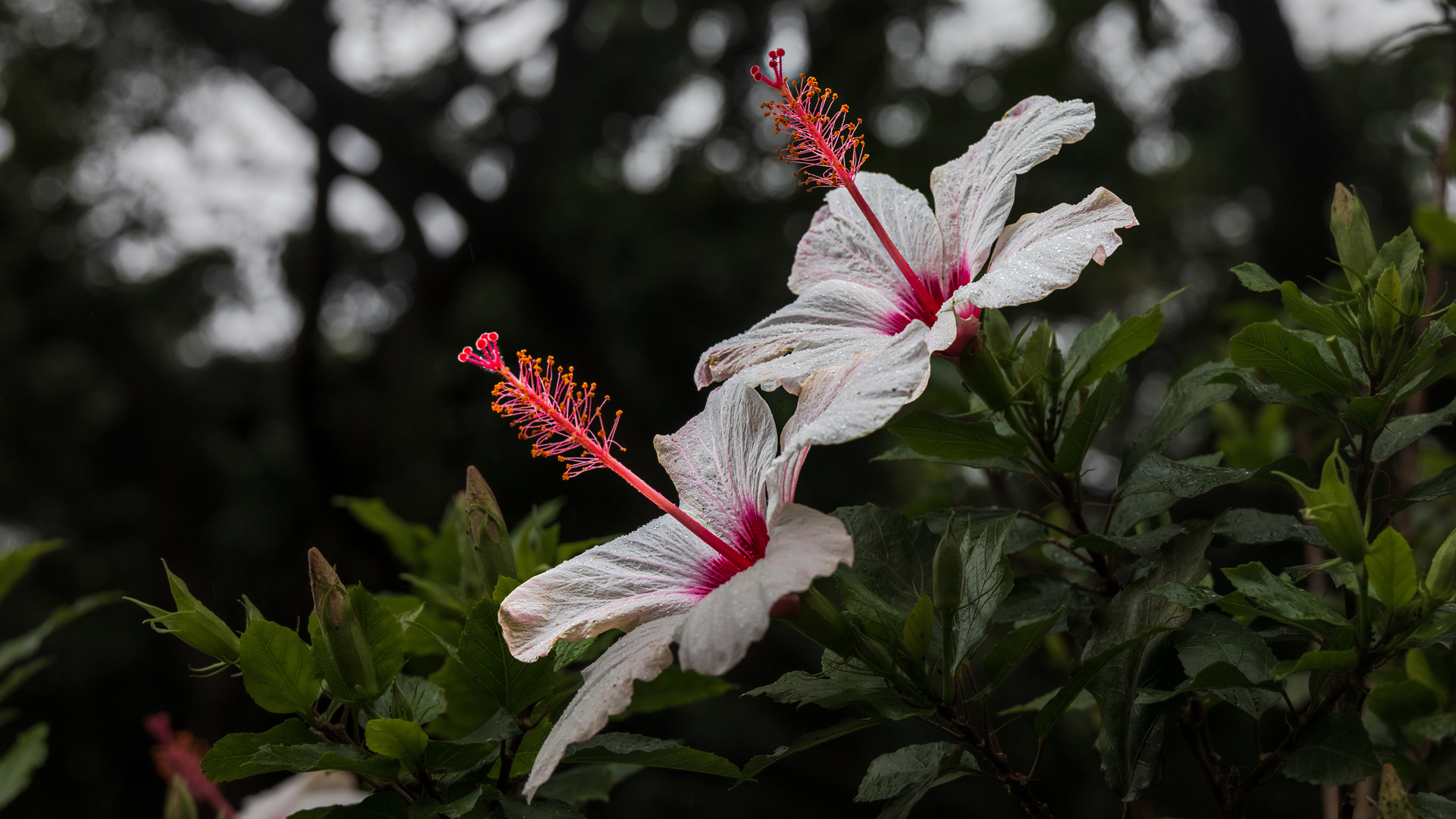 hibiskus