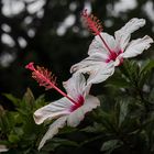 hibiskus