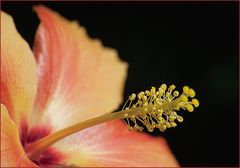 Hibiskus