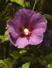 Hibiskus