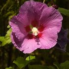 Hibiskus