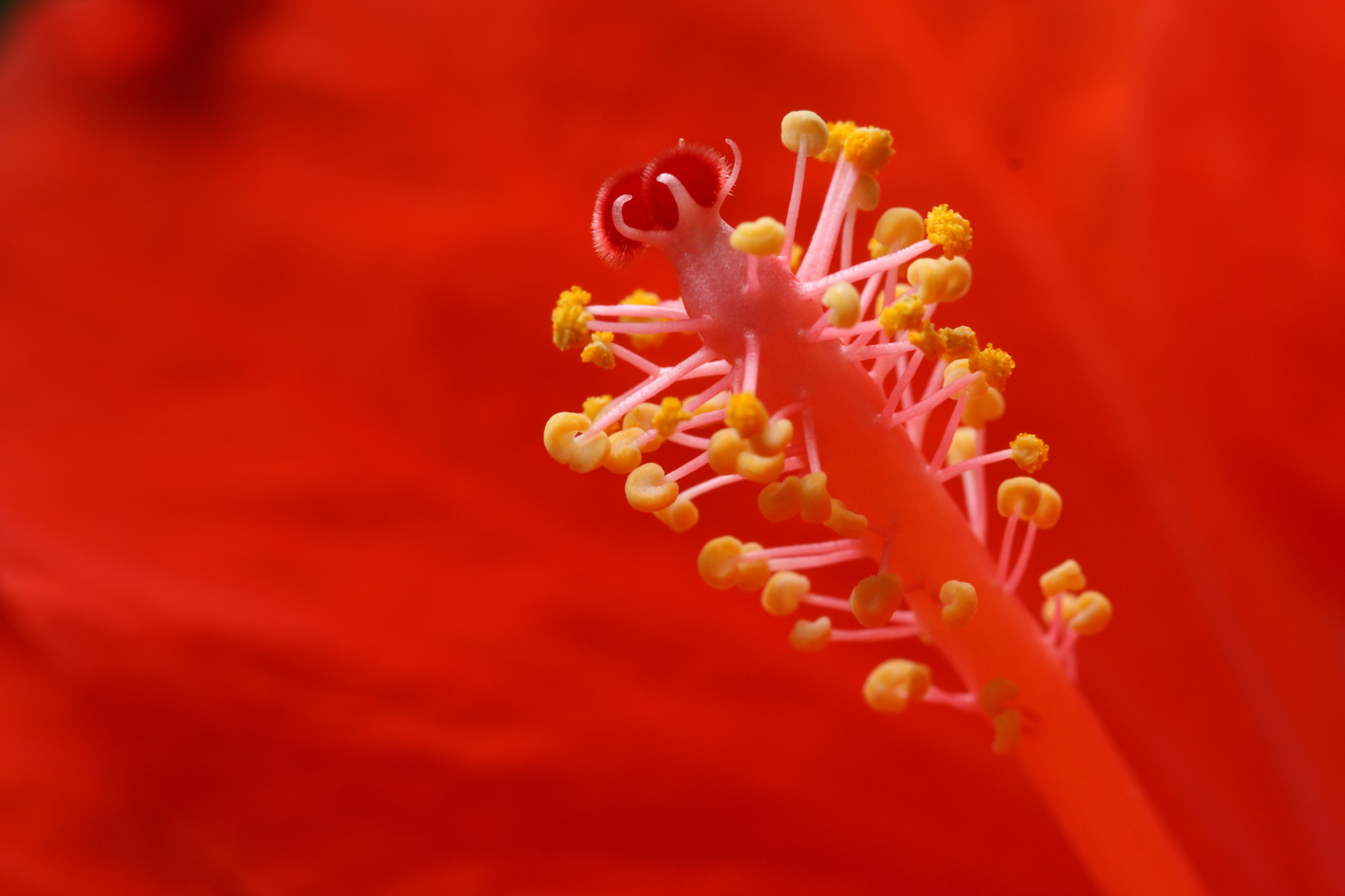 Hibiskus