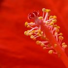 Hibiskus