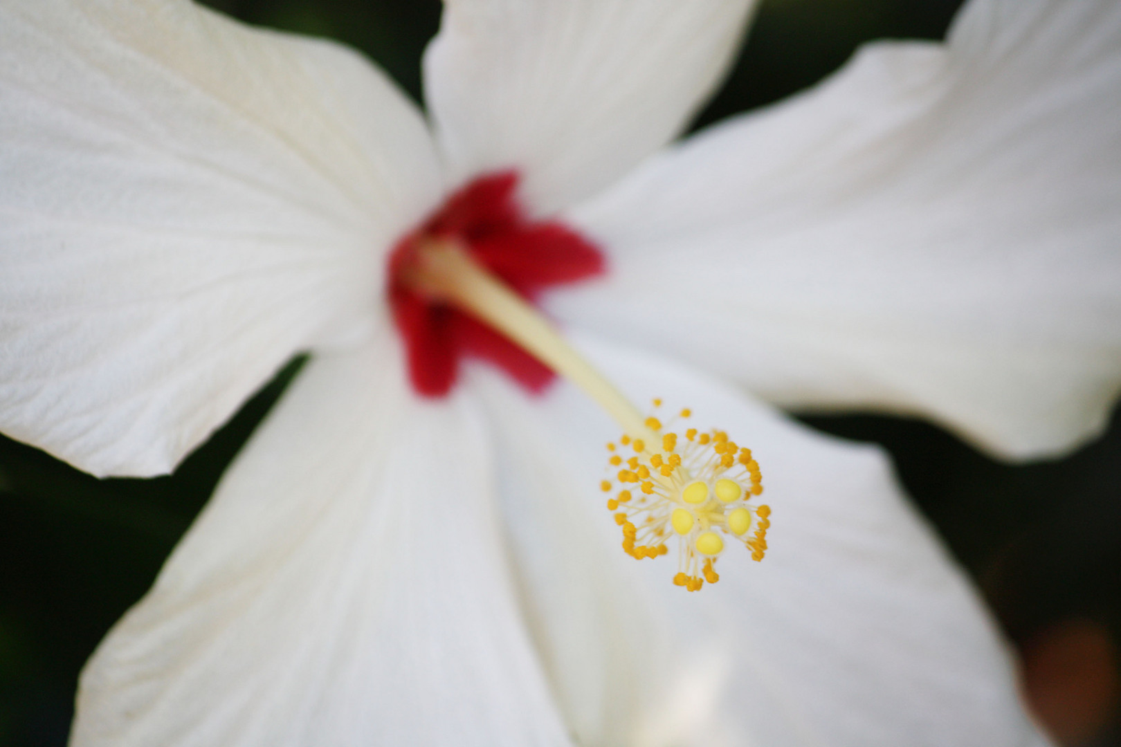 Hibiskus