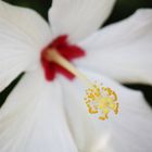 Hibiskus